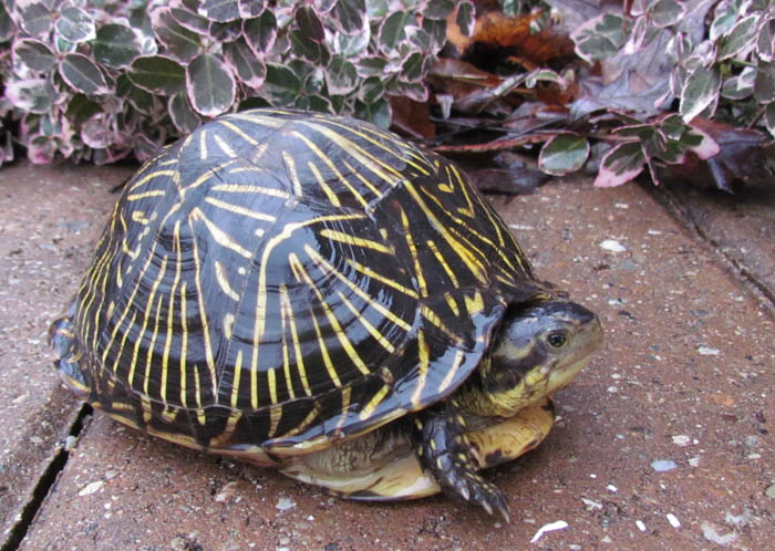 Florida Box Turtle